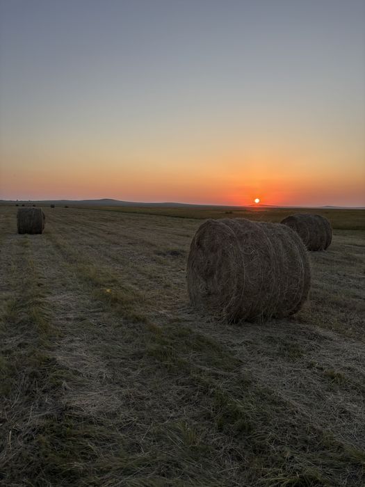Продам сено в рулонах 150/120