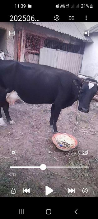 продаю корову и теленка