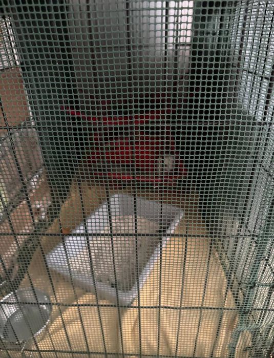 Волиер за домашни порове