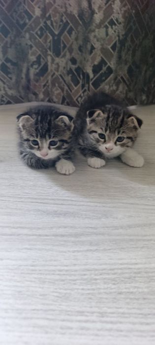 Oʻsma quloq mushuk Вислоухие котята