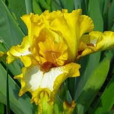 Продам луковицы ирисов