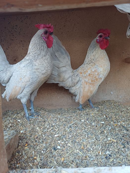 Себерайт 2 +1 сотилади.