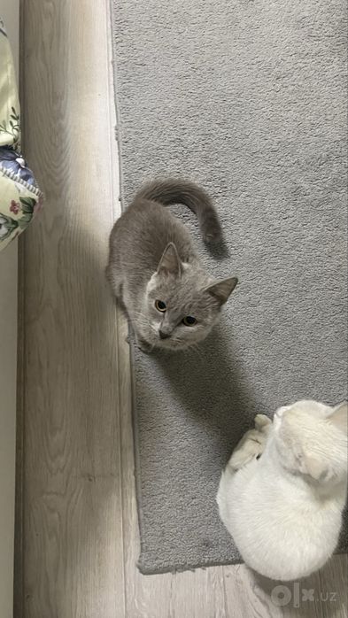 Киз бола мушула сотилади