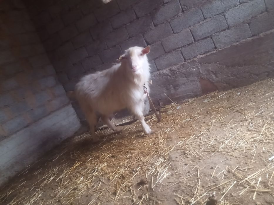 Теке сатылады срочна