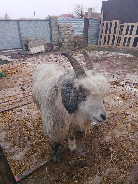 Еки ешки сатылады