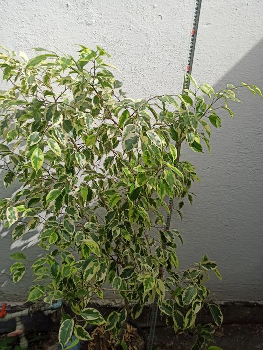 Продам большие фикусы