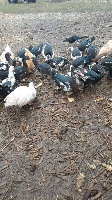 Vând rățoi muți la alegere