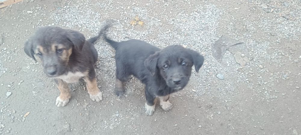 Отдадим щенят дворовой собаки