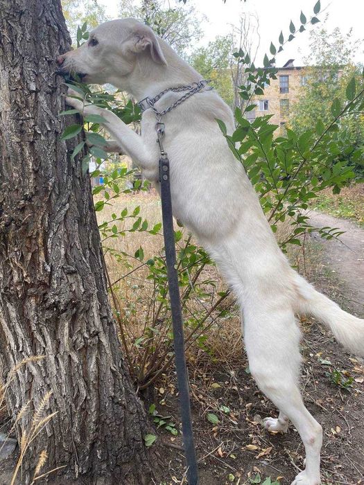 Собачка бесплатно