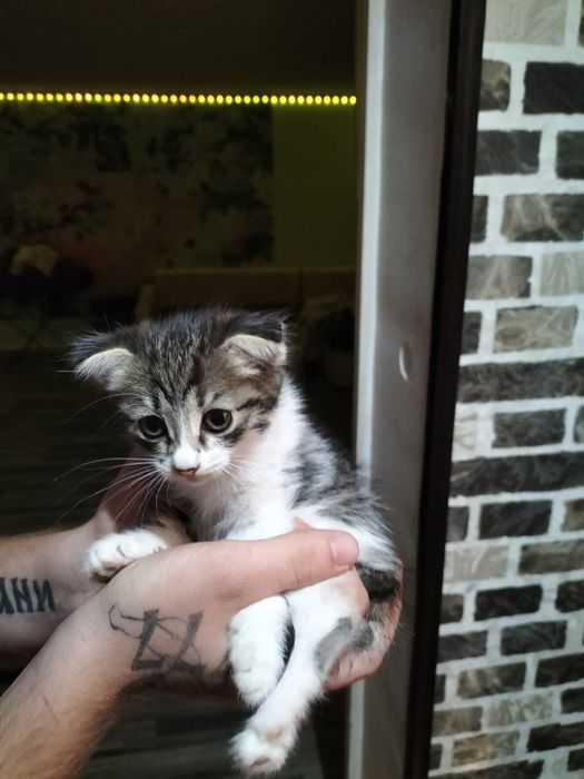 Котёнок веслоухий