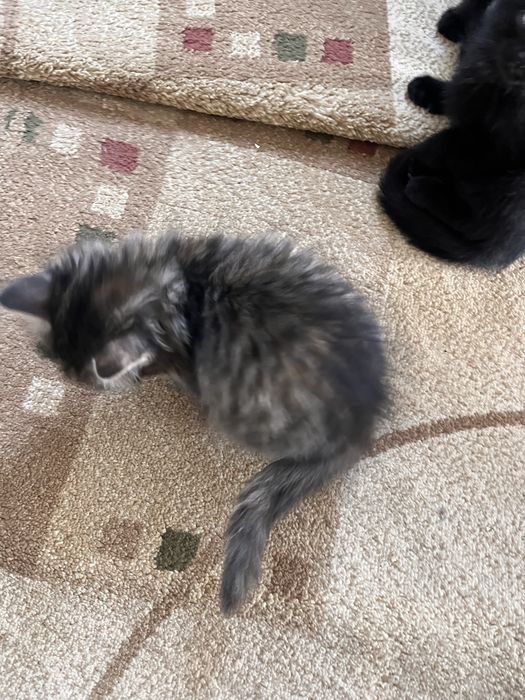 Котята добрым рукам