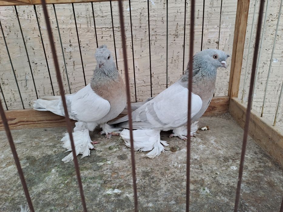 Голуби двухчуб.игровыесамец,сочь.плод-100%