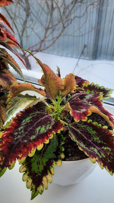 Колеусы вегетативные