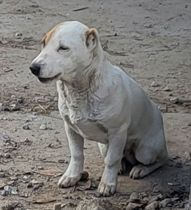 Собака мальчик белый