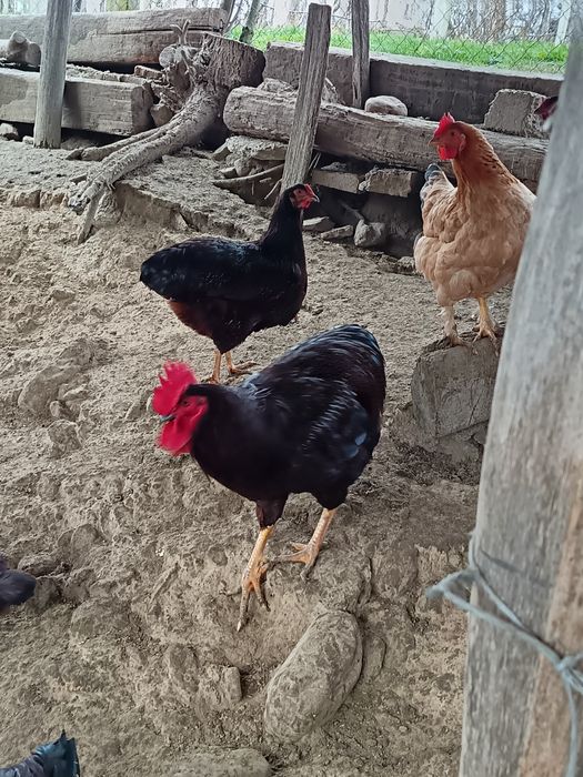 Vând cocosi new hampshire  și Rhode island