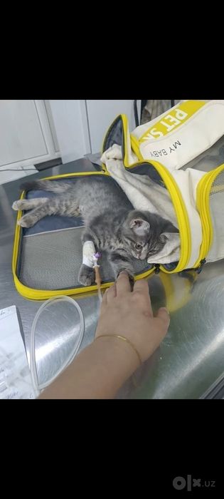 Котёнок даром в добрые руки