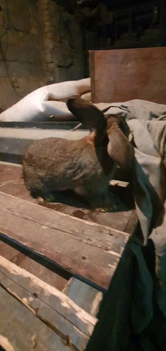 Шымкент  срочный продаю