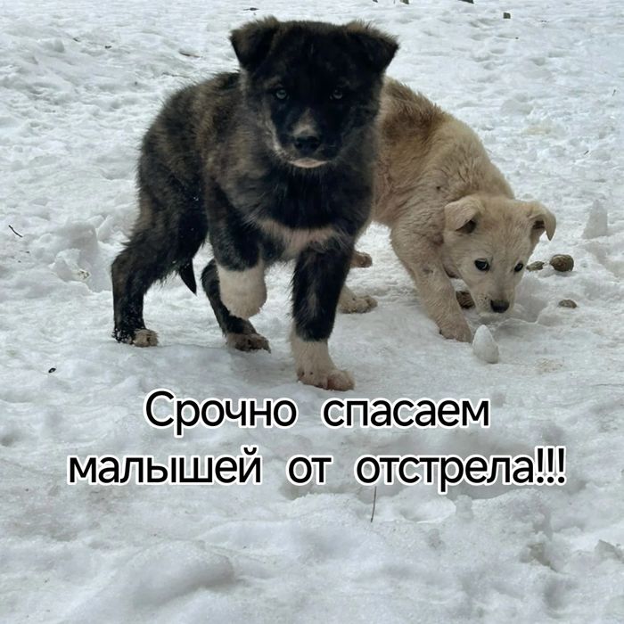 Срочно устраиваем в надёжные, добрые руки.