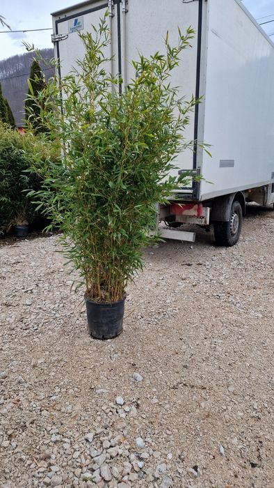 Vand palmieri,  plante exotice, bambus, lămâi, portocal, mandarin tei