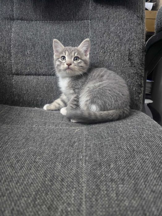 Котята в добрые руки!