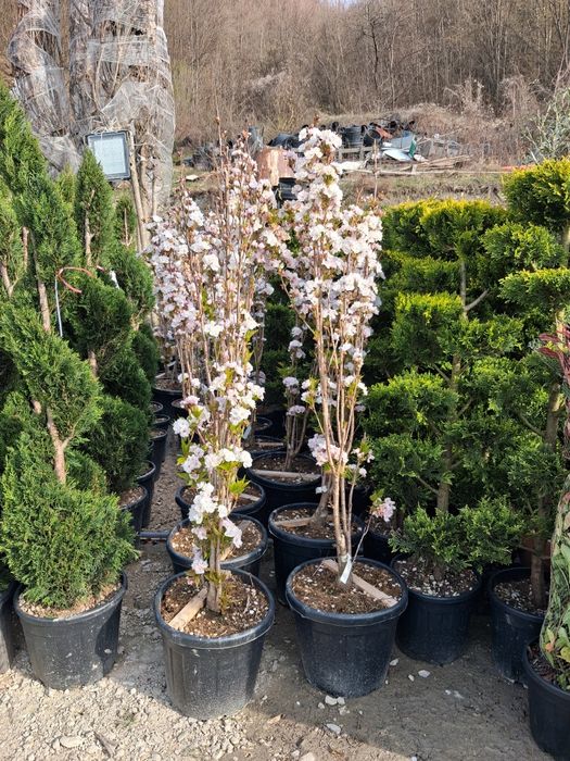 Vindem plante ornamentale preț bun transport gratuit ne deplasam în toată țara