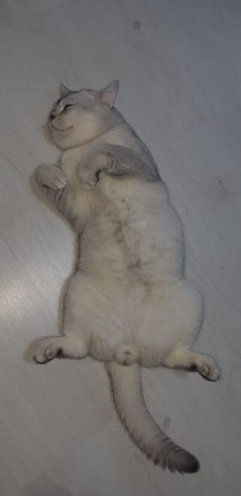 Шиншила на вязку.