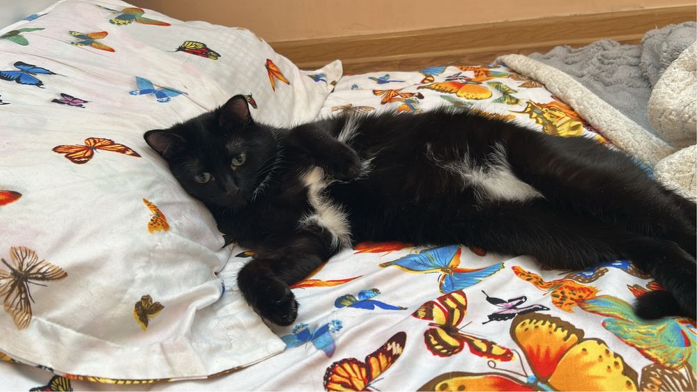 Отдам кота в хорошие руки