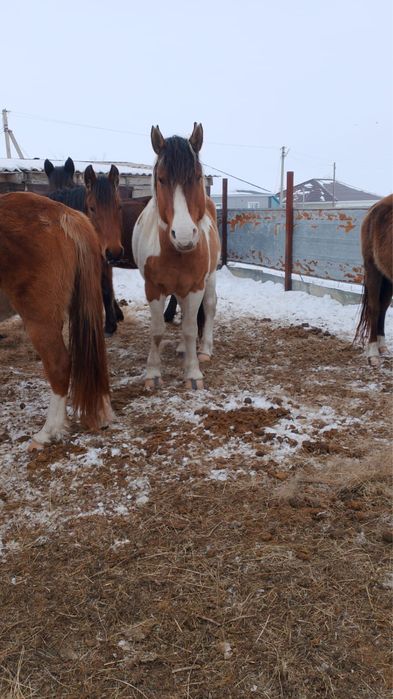 2019 жылғы Полутяж Айғыр сатылады