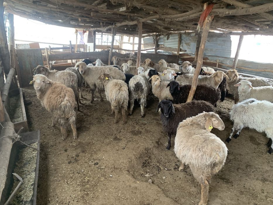 Семіз тоқтылар сатылады