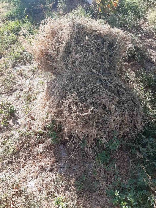 Кум кук беда сотилади.