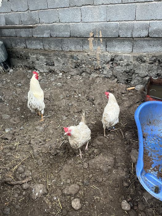 Продам питухи 1 қораз 8 тауық