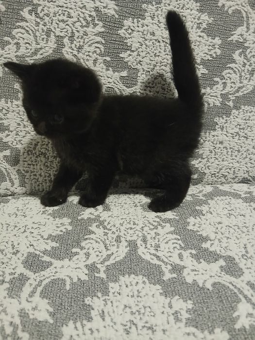 Skotish strayt mushuk sotiladi.