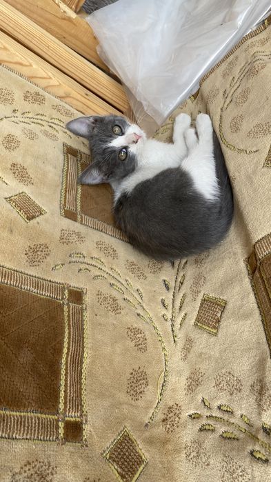 Котята домашние