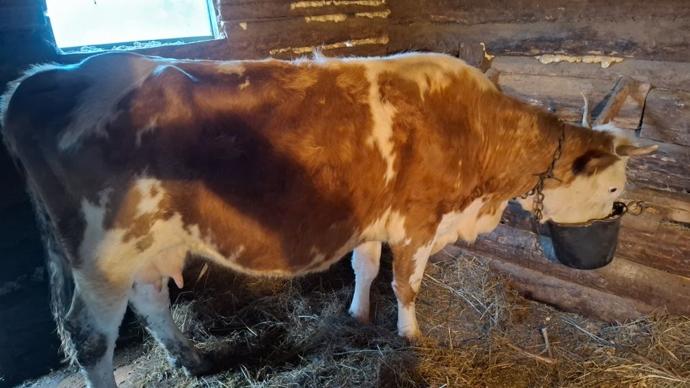 Vând 2 vaci baltate