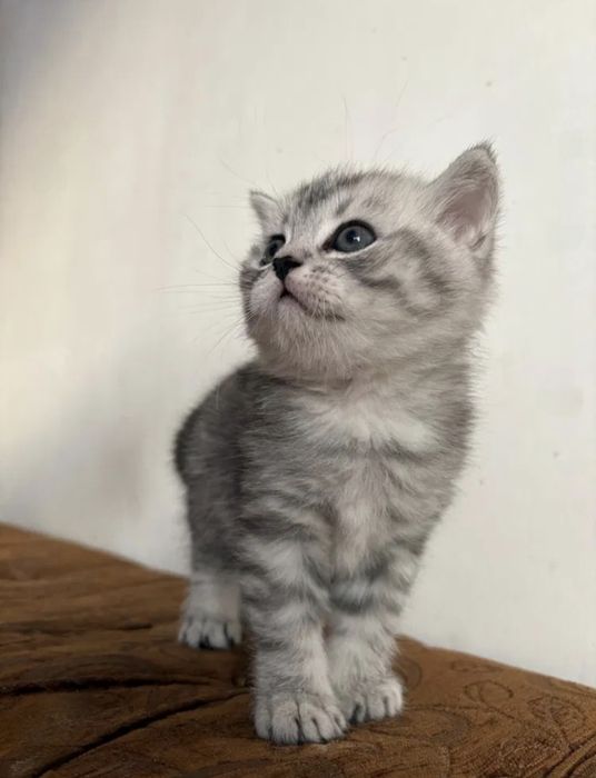 Британские котята