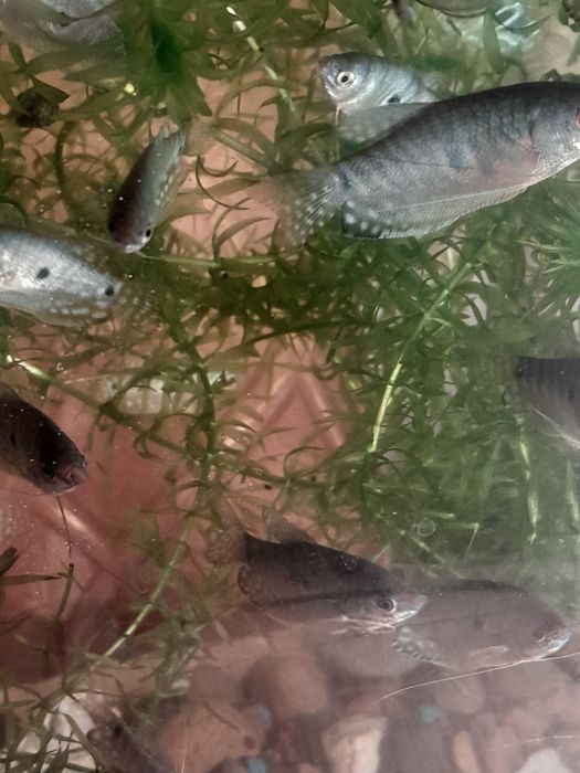 Аквариумные рыбки