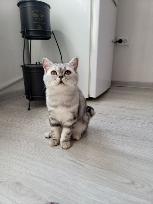 Biz eshaklarimizni silkitamiz