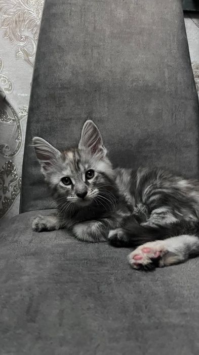 Продается котёнок чистокровный Мэйн-кун. Девочка серебристого цвета