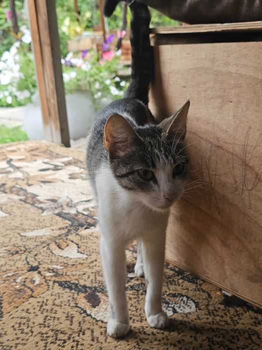 Отдам кошку и котят