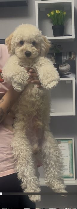 Щенки пуделя с родословной мальчик и девочка