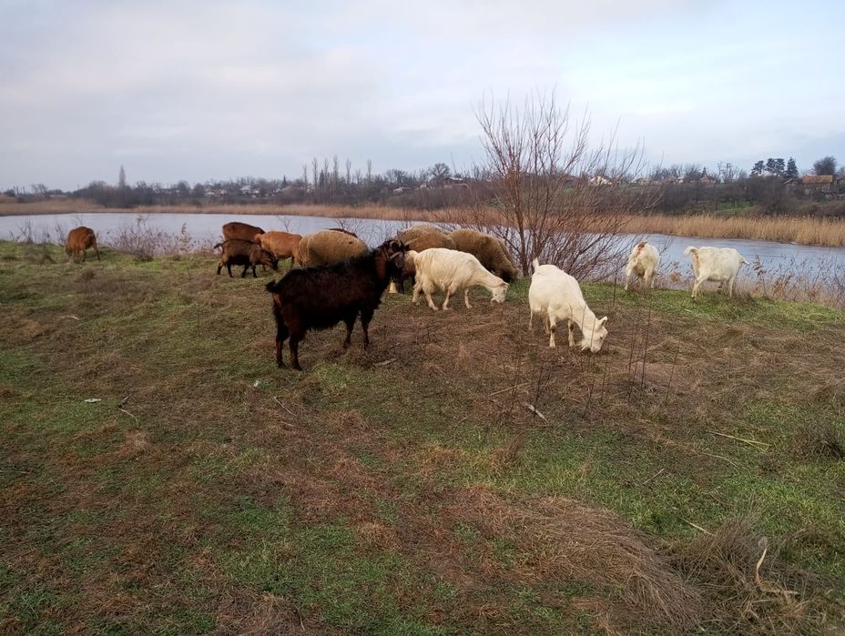 De vânzare capre gestante