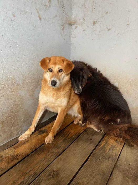 Adopta un caine - aceste doua cateluse au nevoie de tine!