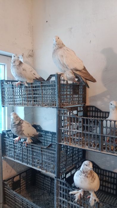 Голуби Самаркандские Голубь