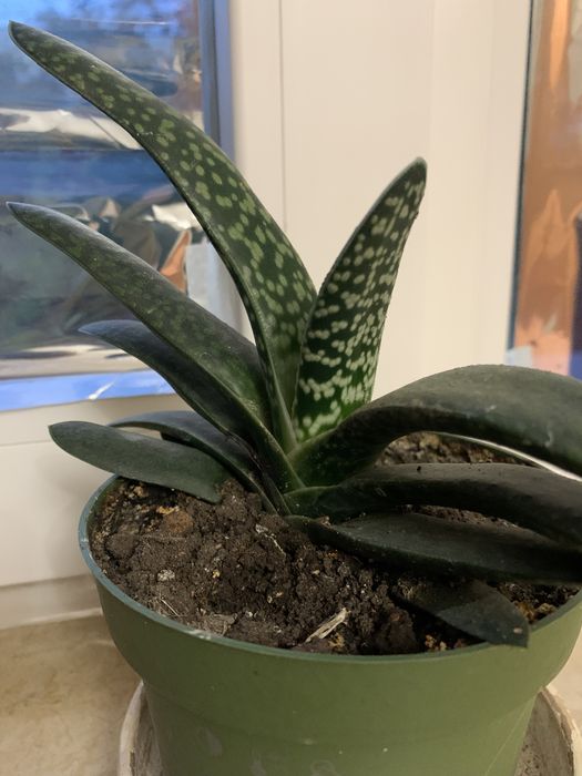 Продам пестрый Бенжамин , Пальму