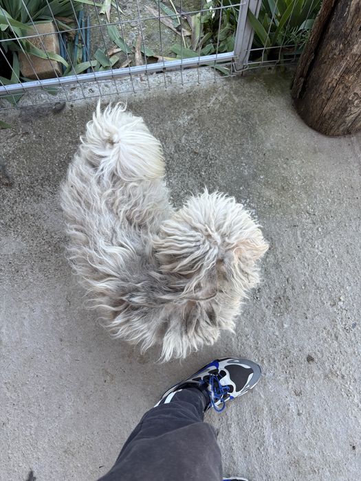 Tuns caini la domiciu