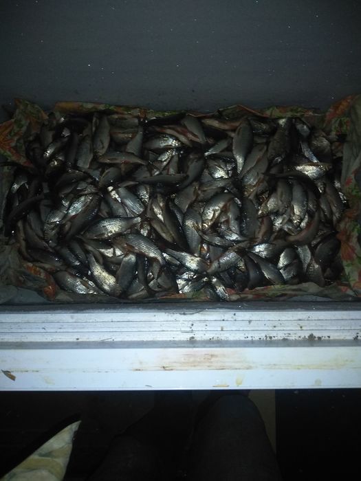 Рыба мелкая для котов