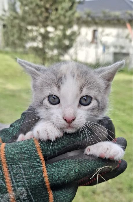 Adopție - Puiuț de Pisică