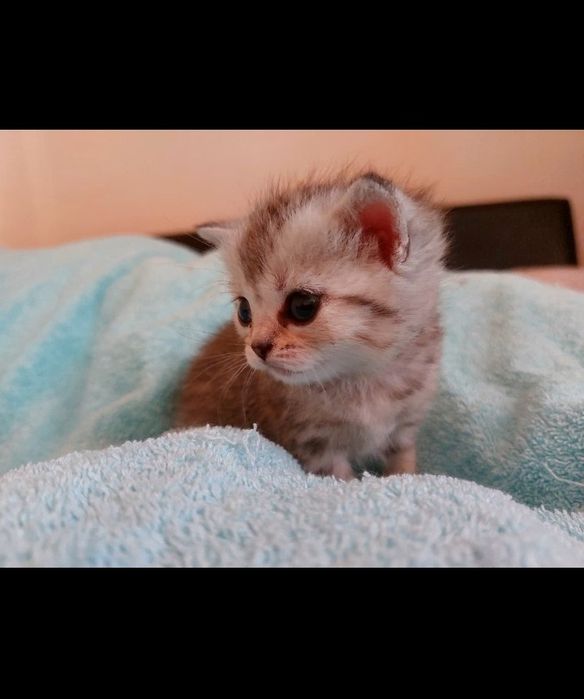 Котята шиншиллы  1 месячные