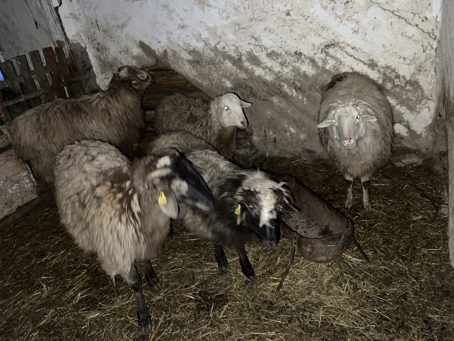 Қой сатылады на откорме