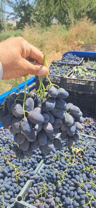 Uzum ko'chatlari sotiladi